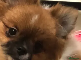 Pomeranian dogs pomeranian dog for sale - Advert 2