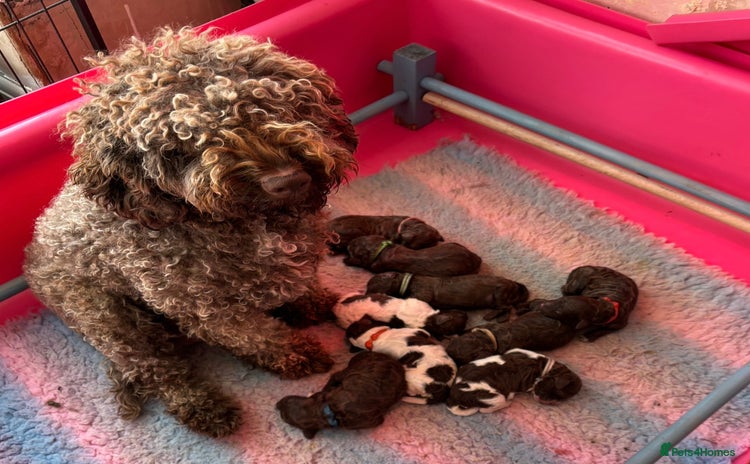 Lagotto Romagnolo dogs KC Registered Lagotto Puppies (⭐️⭐️⭐️⭐️⭐️ Breeder) - Advert 1