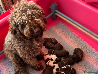 Lagotto Romagnolo dogs KC Registered Lagotto Puppies (⭐️⭐️⭐️⭐️⭐️ Breeder) - Advert 1