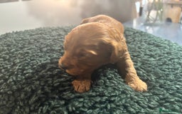 Cavapoo dogs for sale: Beautiful healthy Cavapoo’s d.o.b 22/08/25 - Image 4