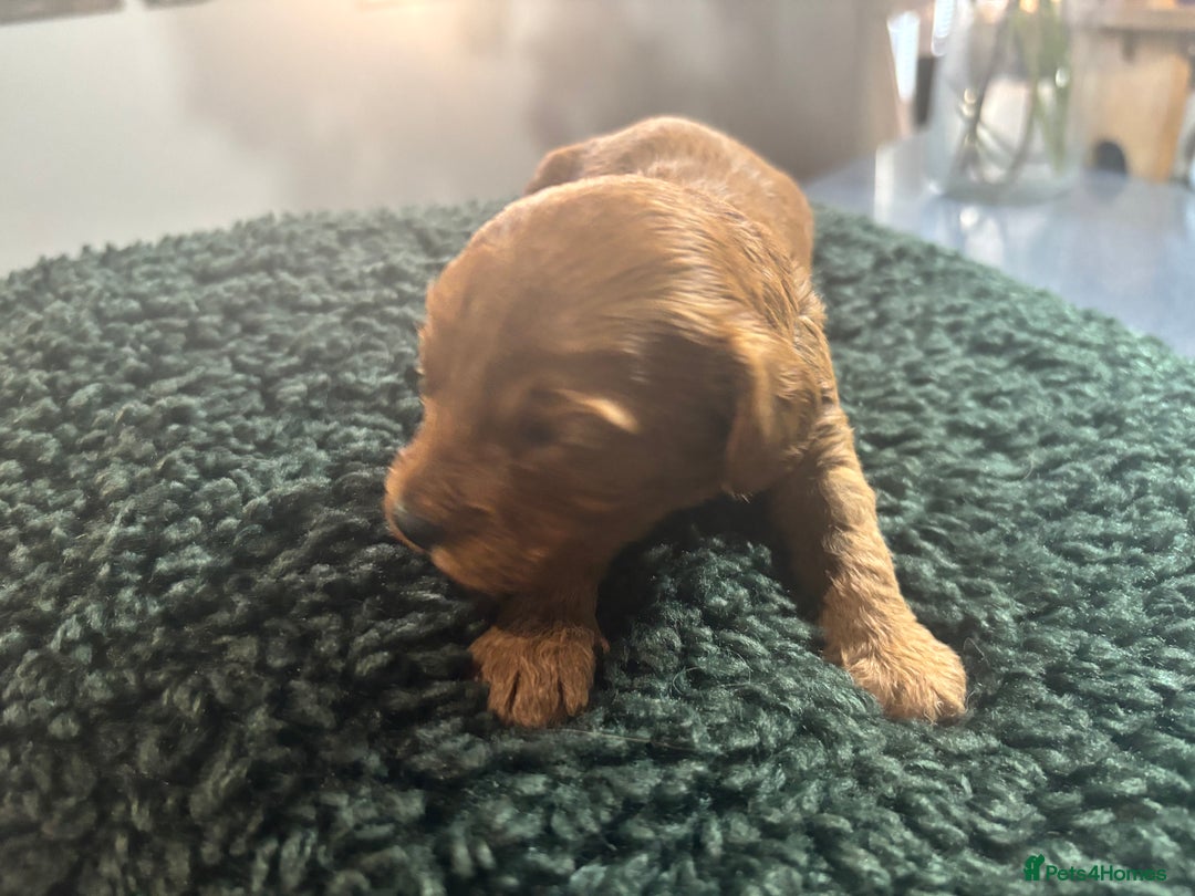 Cavapoo dogs for sale: Beautiful healthy Cavapoo’s d.o.b 22/08/25 - Image 4