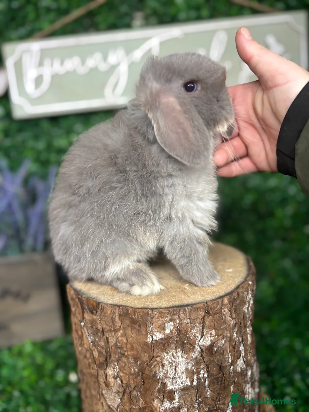 Mini Lop rabbits for sale: 🧡PEDIGREE MINILOPS🧡 - Advert 8