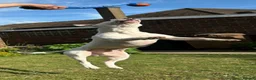 English Bull Terrier dogs for stud: Working Line English Bull Terrier The Perfect Stud in Luton - Advert 4