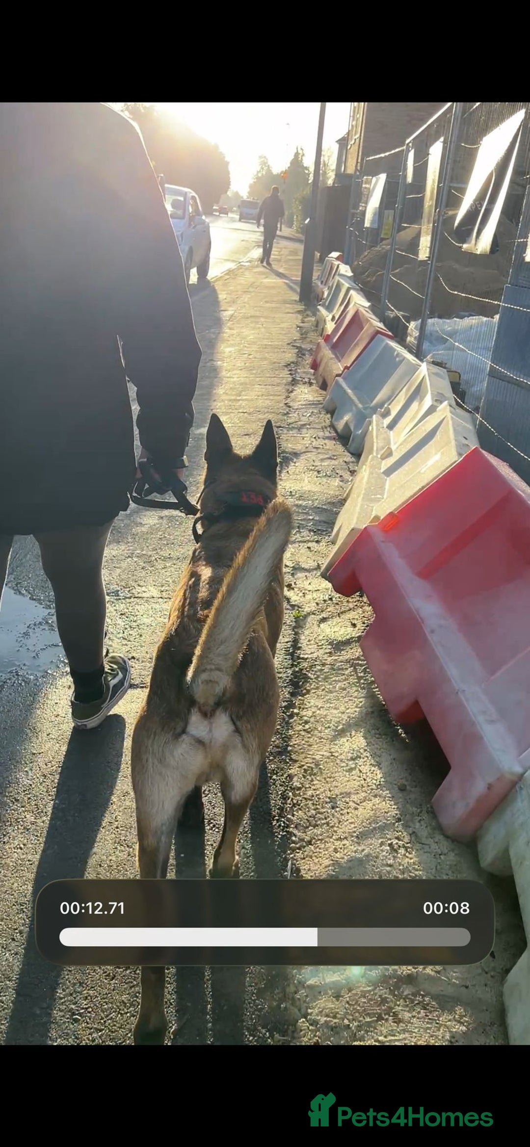 Belgian Shepherd Dog dogs for sale: Beautiful Belgian Malinois - Advert 3