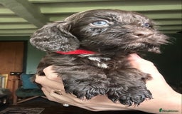Cockapoo dogs for sale: Top Quality F1 Teddy Bear Cockapoo puppies - Image 11