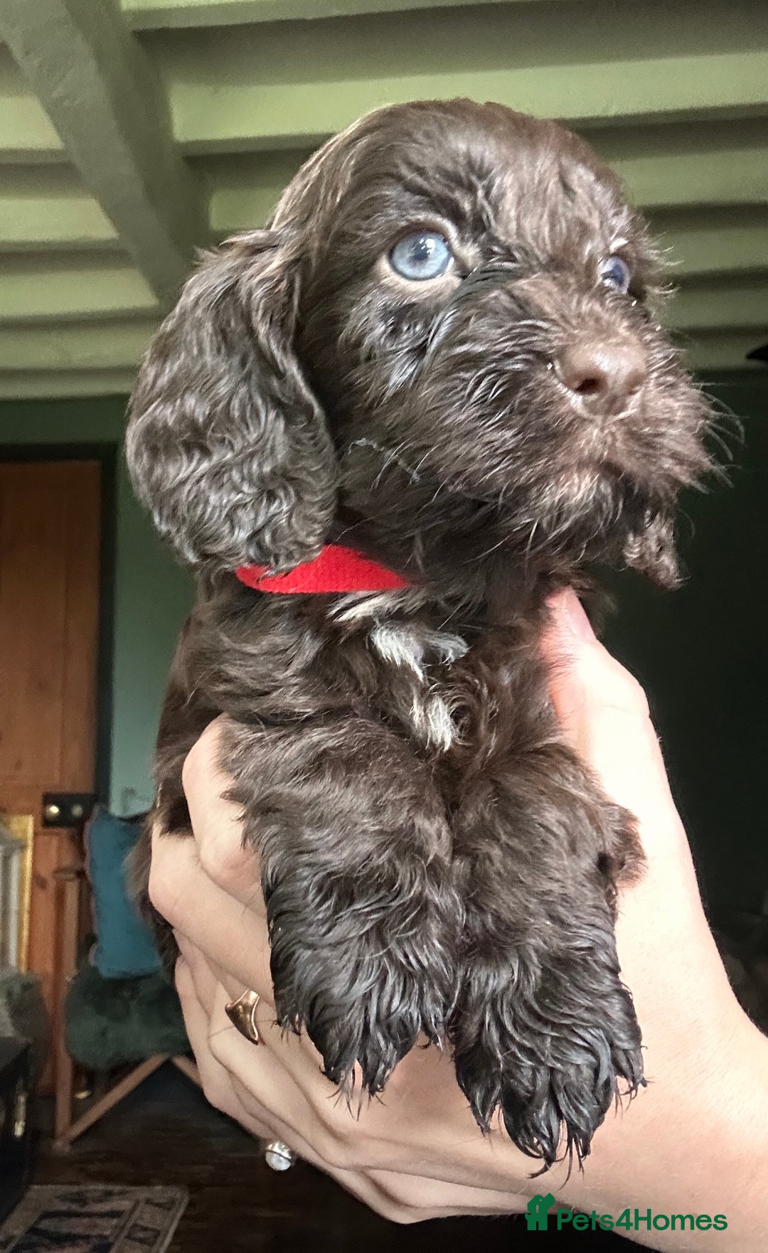 Cockapoo dogs for sale: Top Quality F1 Teddy Bear Cockapoo puppies - Image 11