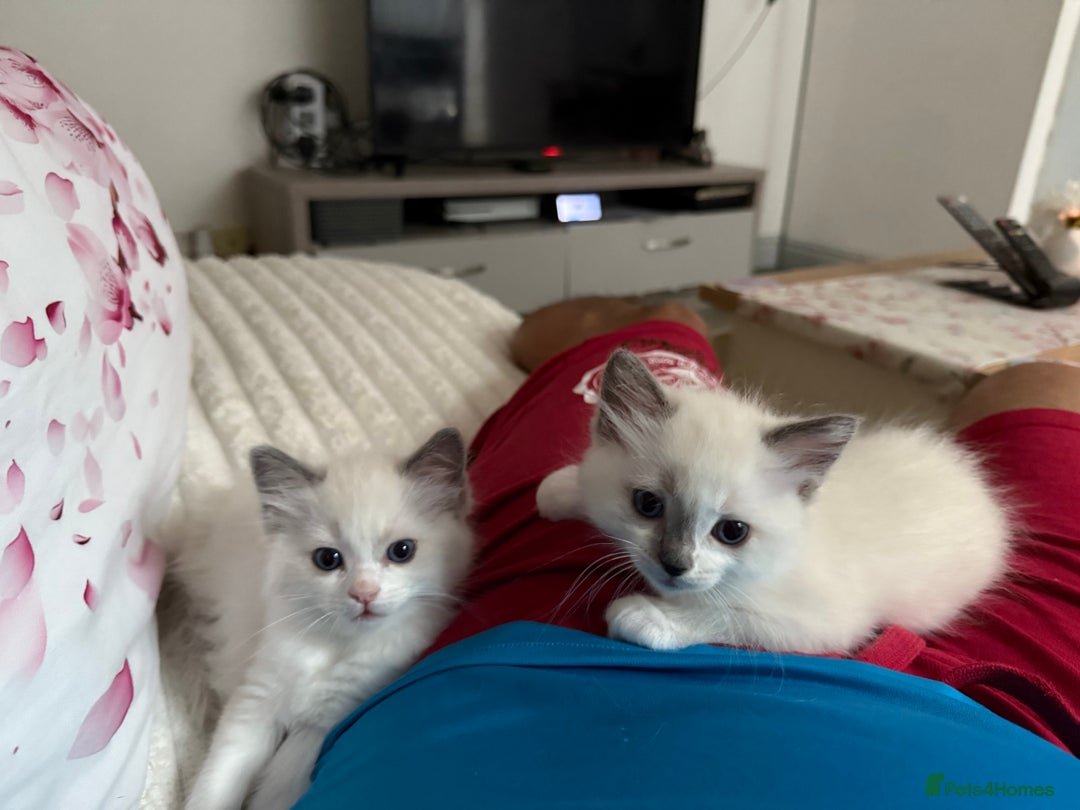 Ragdoll cats for sale: Beautiful kitten Ragdoll  - Image 1