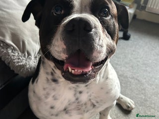 Mixed Breed dogs - Advert 1