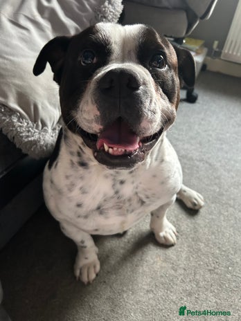 Mixed Breed dogs - Advert 1