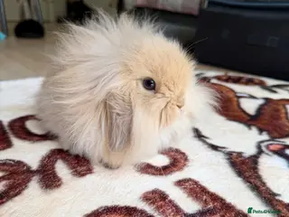 Mini Lion Lop rabbits Adorable Lionhead Mini Lop Baby Bunny for sale - Advert 3