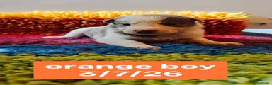 Orange Collar Boy