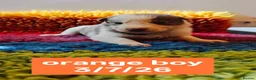 Border Collie dogs for sale: KC registered Border collie pups for sale - Advert 7