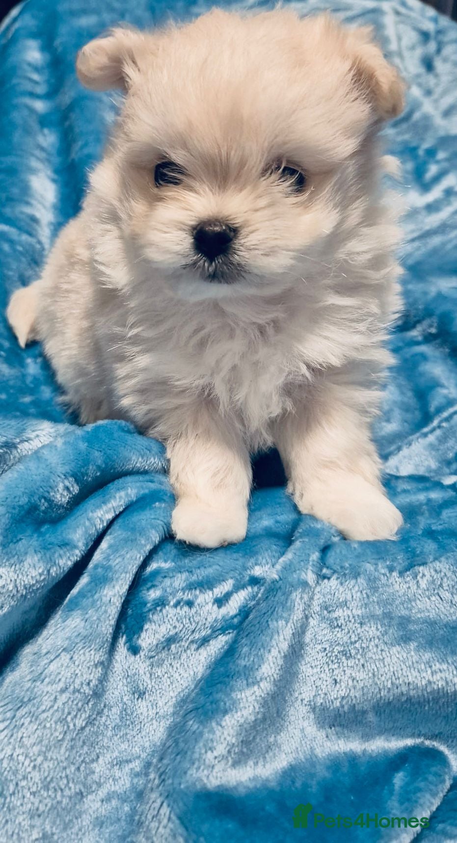 Mixed Breed dogs Maltipom - Advert 8