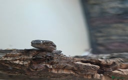 Bearded Dragon reptiles for sale: 6 Baby Bearded Dragons - Advert 8