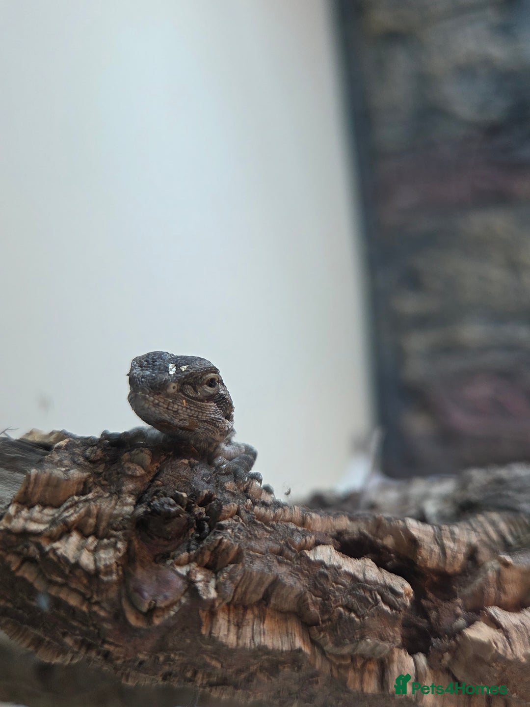 Bearded Dragon reptiles for sale: 6 Baby Bearded Dragons - Advert 8
