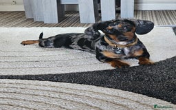 Dachshund dogs for sale: Beautiful Dachshund Puppies - Image 8