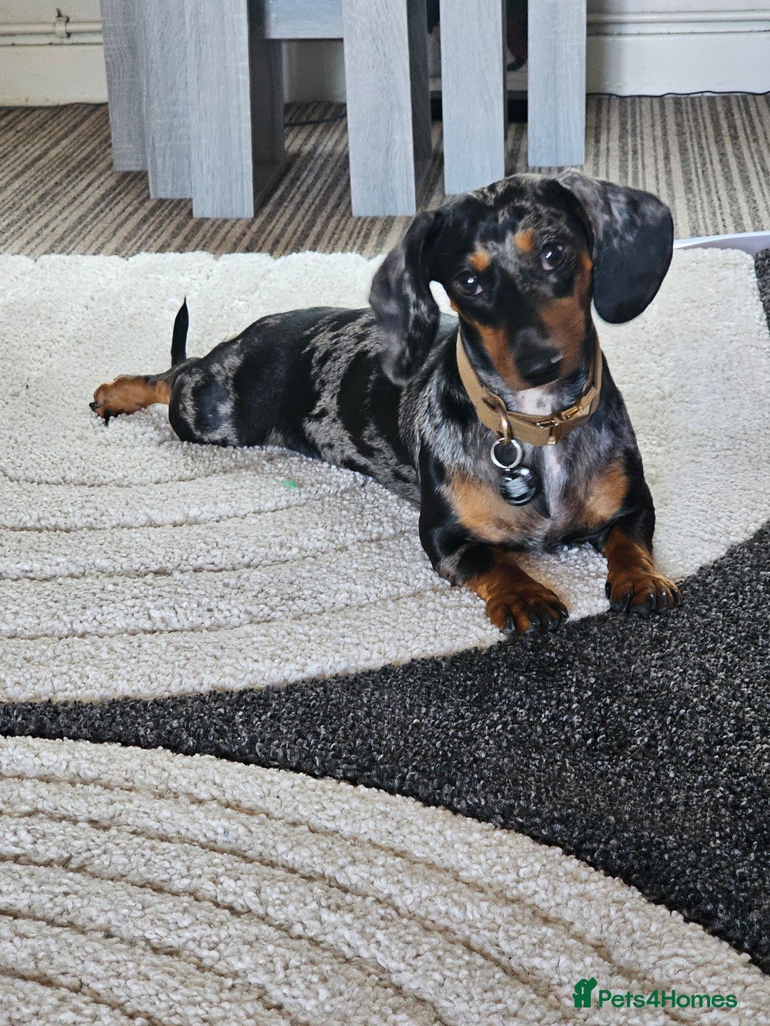 Dachshund dogs for sale: Beautiful Dachshund Puppies - Image 8