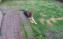 German Shepherd dogs for sale: German shepherd  - Image 2