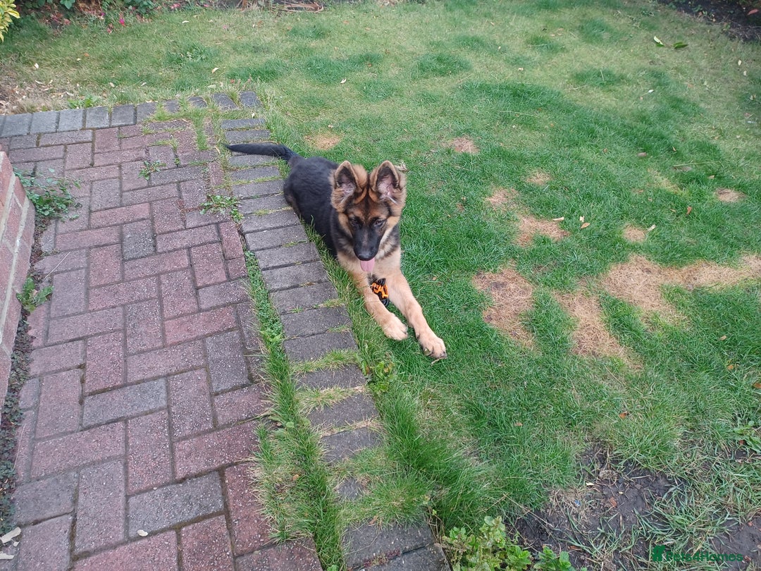 German Shepherd dogs for sale: German shepherd  - Image 2