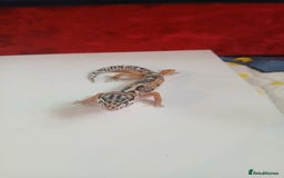 Leopard Gecko reptiles for sale: Baby leopard geckos for sale  - Image 1