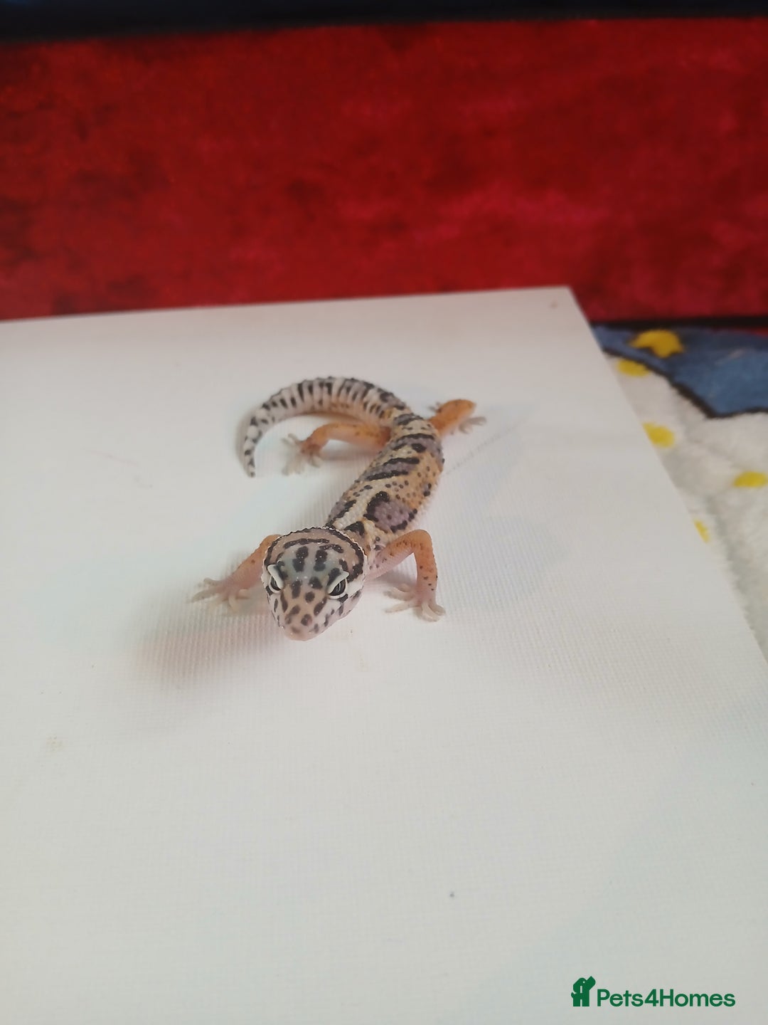 Leopard Gecko reptiles for sale: Baby leopard geckos for sale  - Image 1