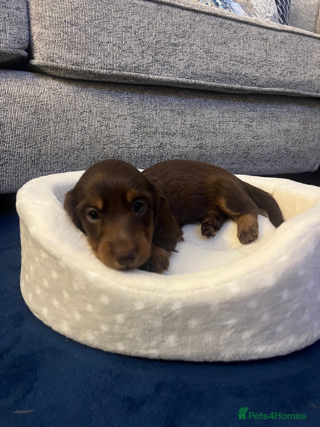 Miniature Dachshund dogs for sale: Long Haired Miniature Dachshunds Chocolate and Tan - Image 10