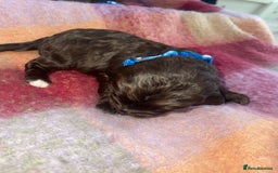 Cockapoo dogs for sale: 7 beautiful cockapoo puppy’s  - Advert 4