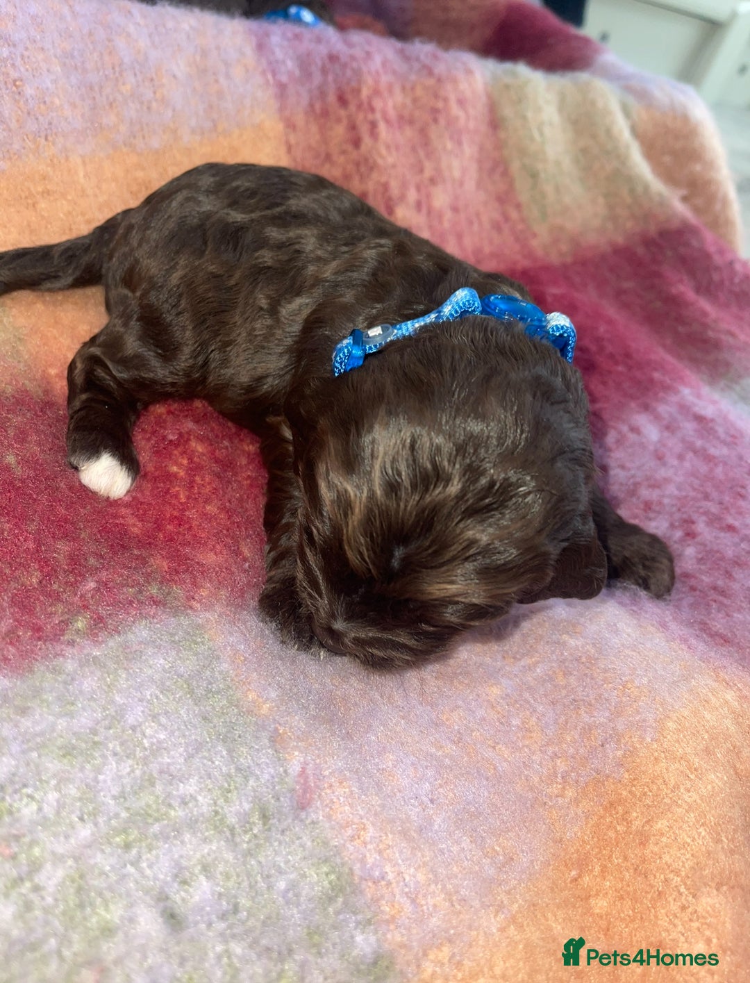 Cockapoo dogs for sale: 7 beautiful cockapoo puppy’s  - Advert 4