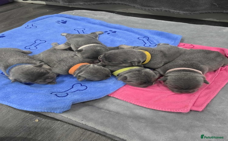 French Bulldog dogs - Advert 3