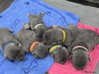 French Bulldog dogs - Advert 10