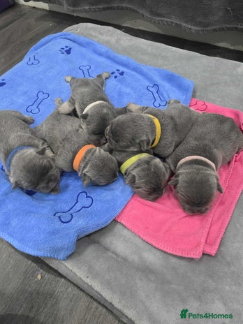 French Bulldog dogs - Advert 15