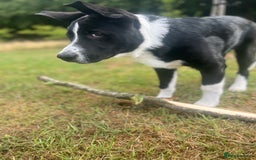Mixed Breed dogs for sale: Elvis - Image 3