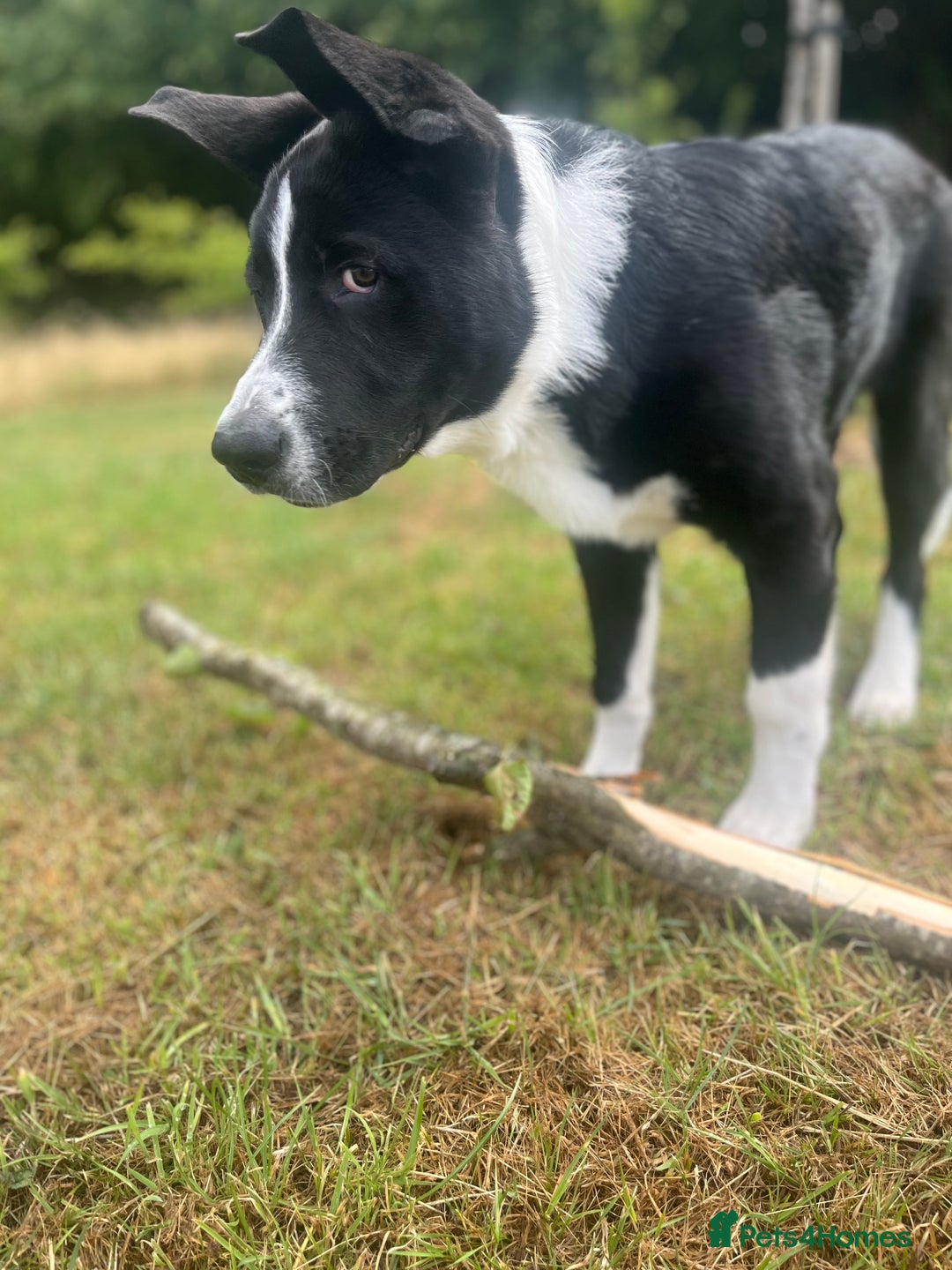 Mixed Breed dogs for sale: Elvis - Image 3