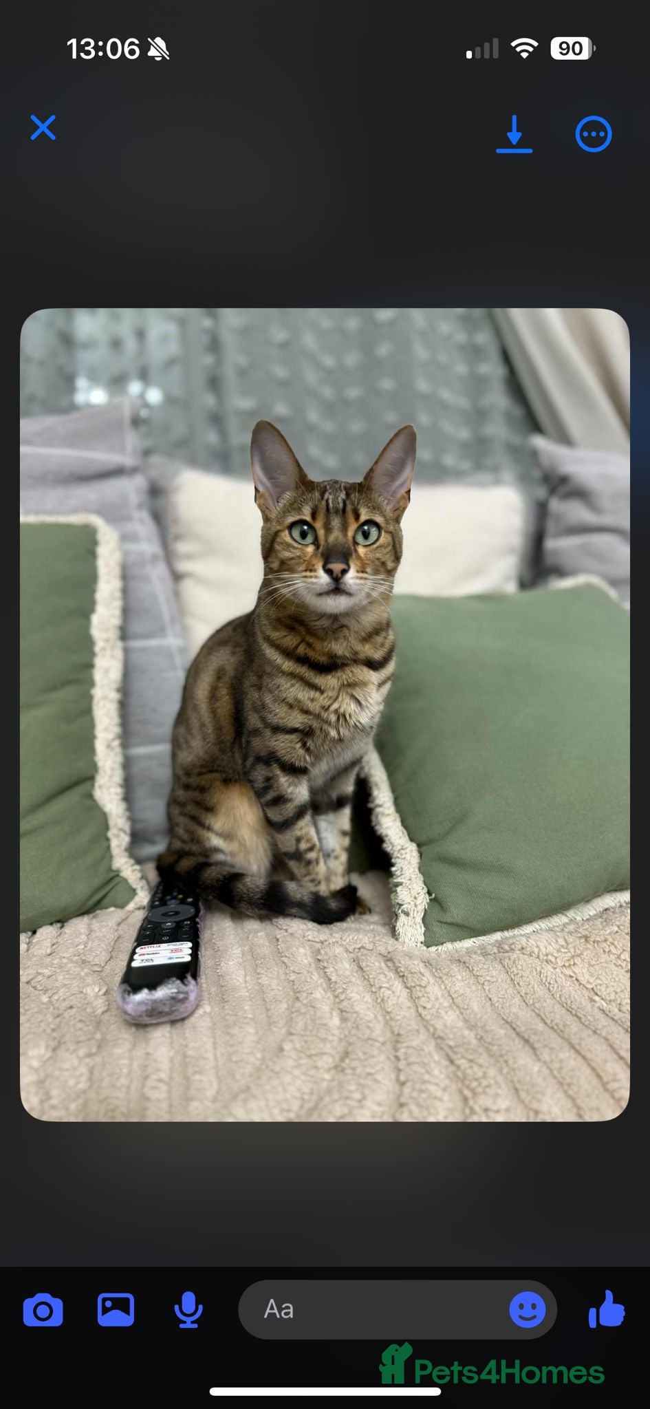 Bengal cats Sweet bengal looking for her quiet, forever home - Advert 2