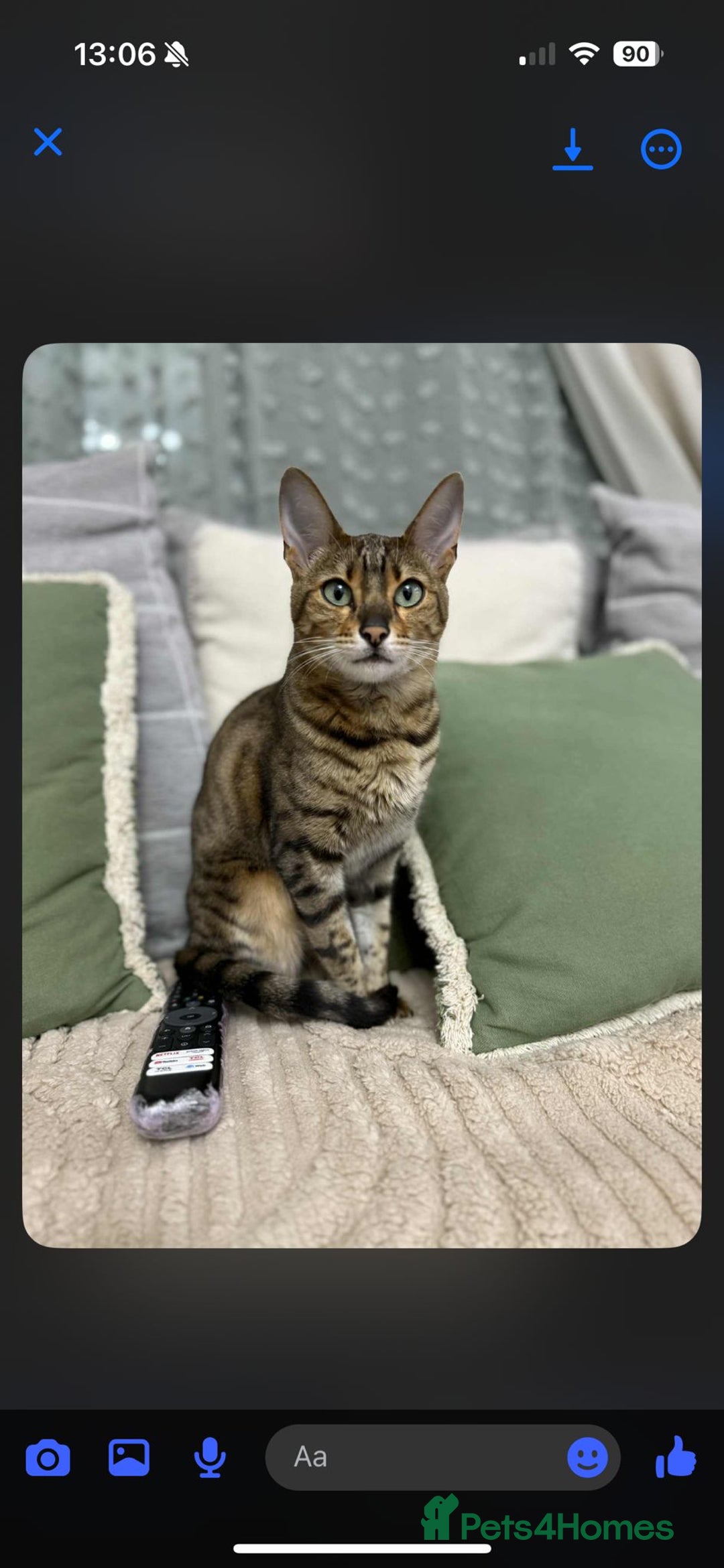 Bengal cats for sale: Sweet bengal looking for her quiet, forever home - Advert 1