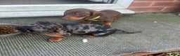 Dachshund dogs for sale: Dachshund puppies for sale - Advert 10