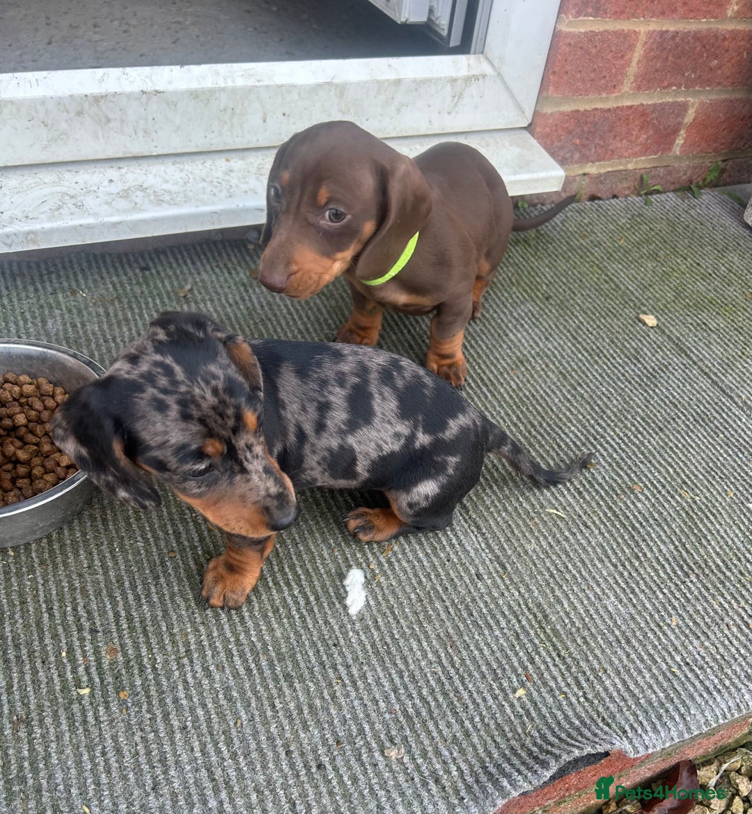 Dachshund dogs for sale: Dachshund puppies for sale - Advert 10