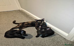 Mixed Breed cats for sale: Kittens - Image 10