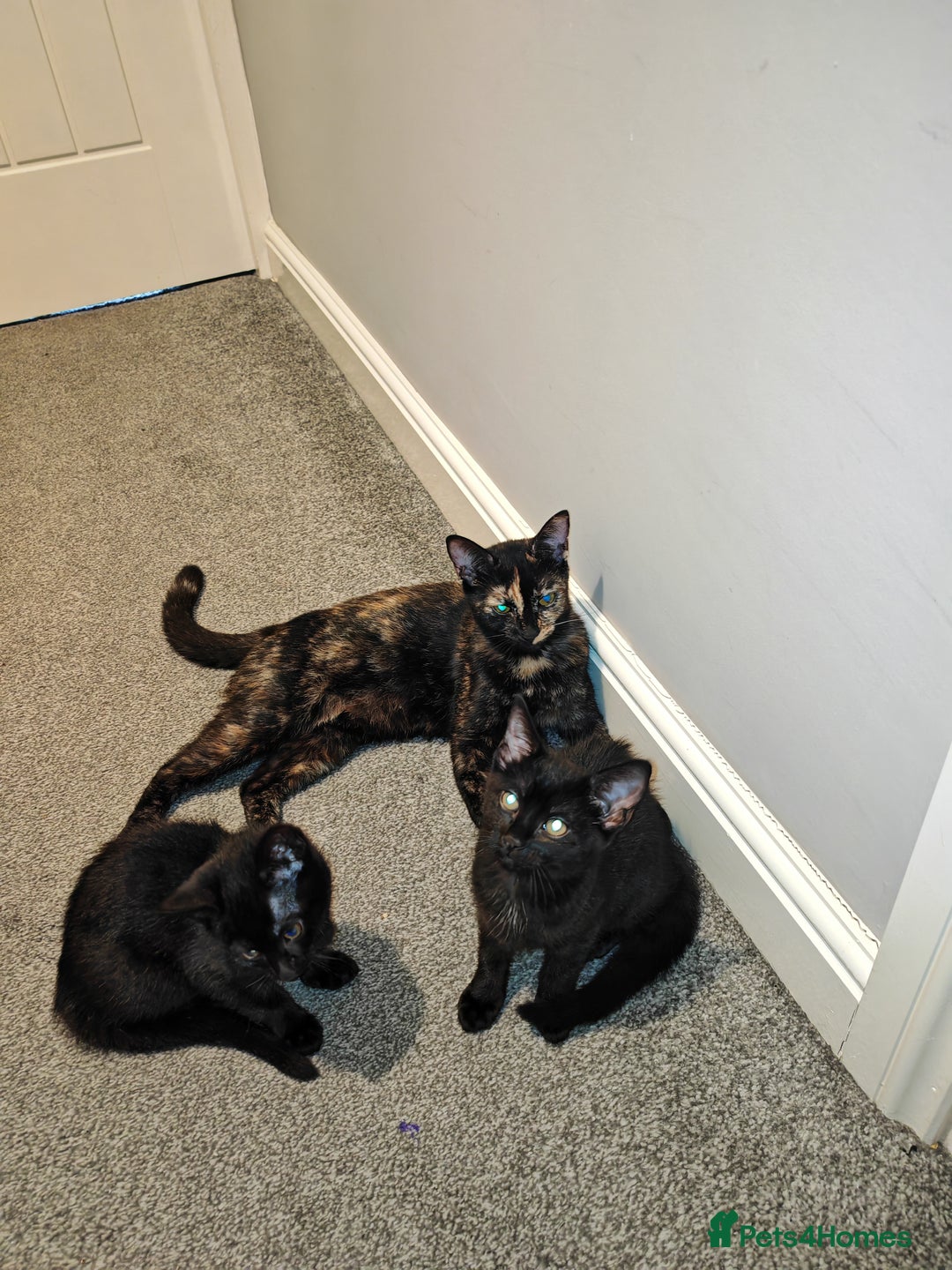 Mixed Breed cats for sale: Kittens - Image 10