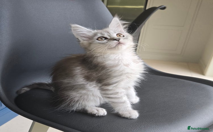 Maine Coon cats - Advert 6
