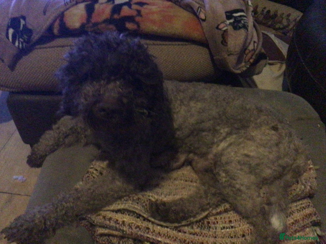 Lagotto Romagnolo dogs for sale: Pedigree Kennel Club Registered Lagotto Romagnolo - Image 19