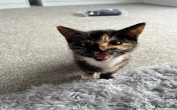 British Shorthair cats for sale: My female tortoise shell kitten  - Image 4