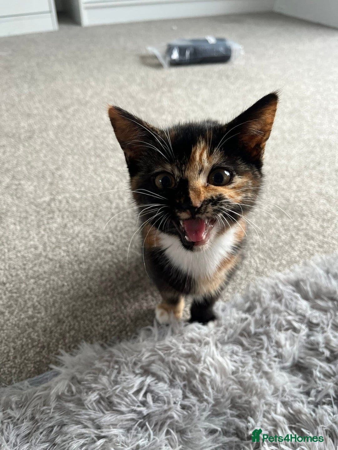 British Shorthair cats for sale: My female tortoise shell kitten  - Image 4