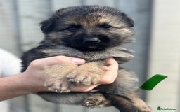 German Shepherd dogs for sale: German shepherd pups  - Image 12