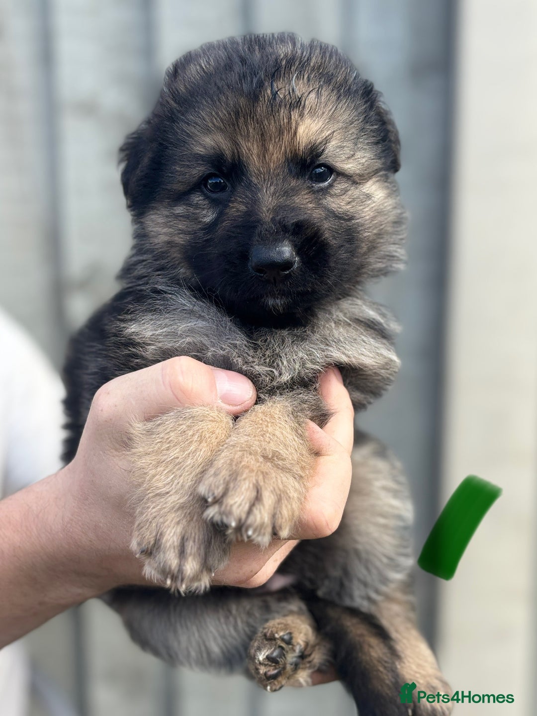 German Shepherd dogs for sale: German shepherd pups  - Image 12