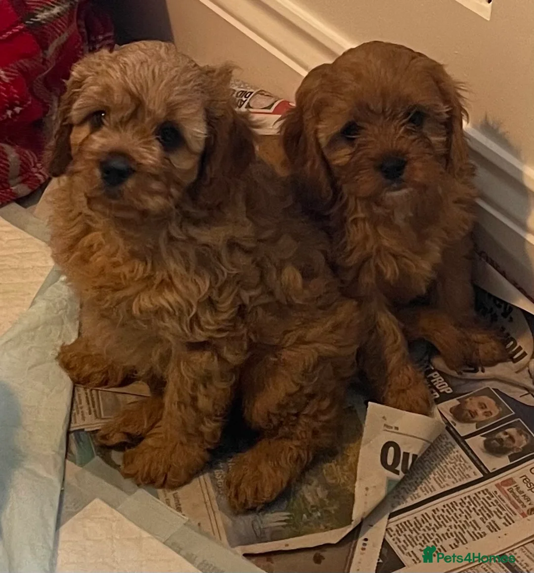 Cavapoo dogs for sale: 🐶🐩🐾ADORABLE MINIATURE CAVAPOO🐾🐩🐶 - Advert 5