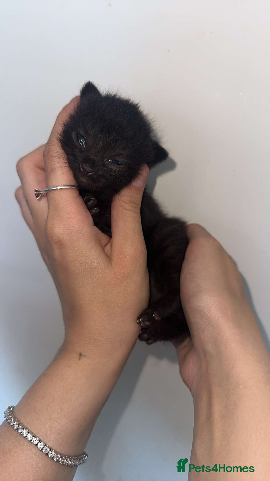 Mixed Breed cats for sale: Beautiful litter of 5  - Image 3