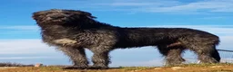 Irish Wolfhound dogs for sale: Stunning Irish Wolfhound Pups  - Advert 4