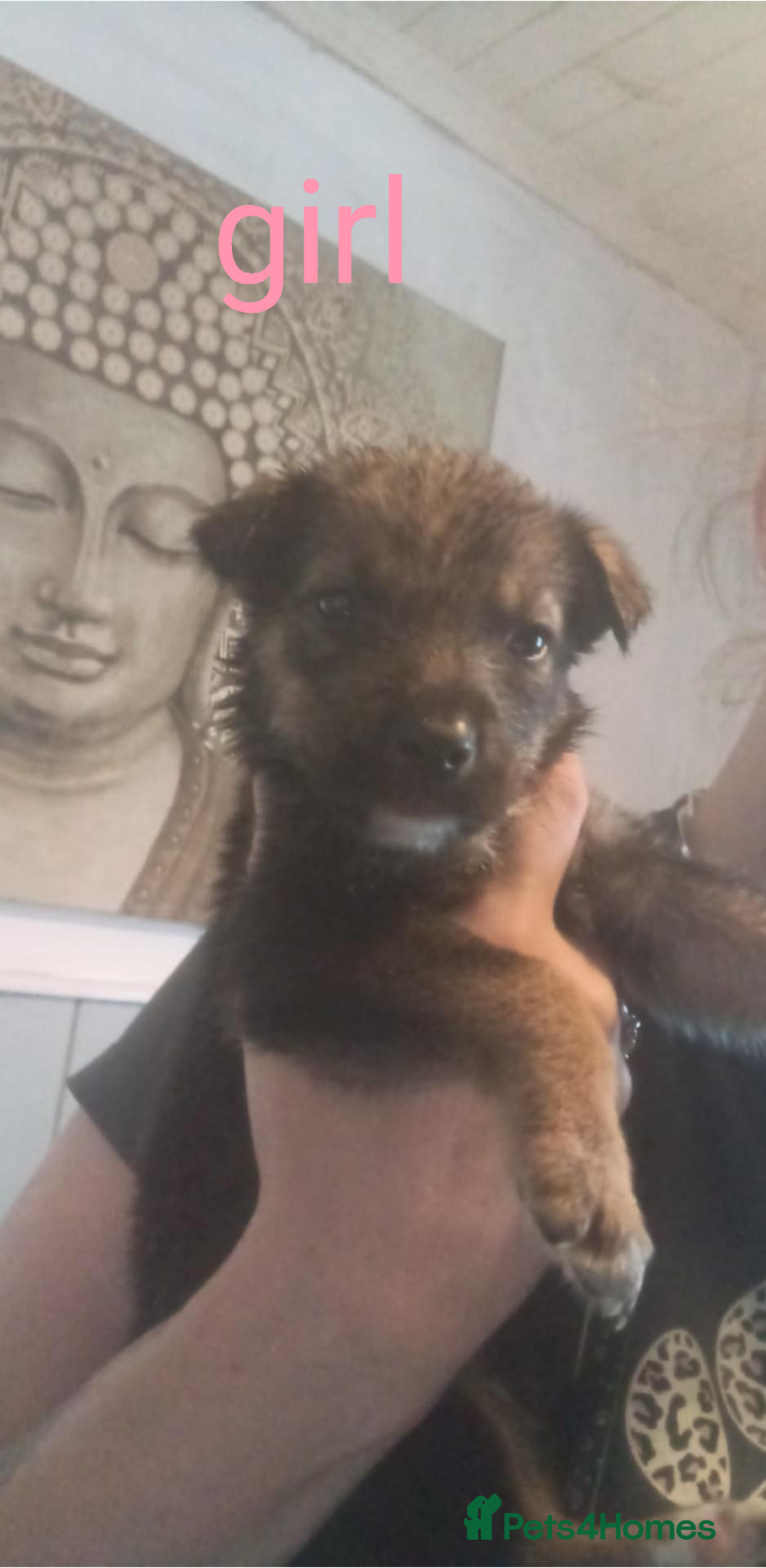 Mixed Breed dogs for sale: Gorgeous German shepherd x puppies  - Image 5