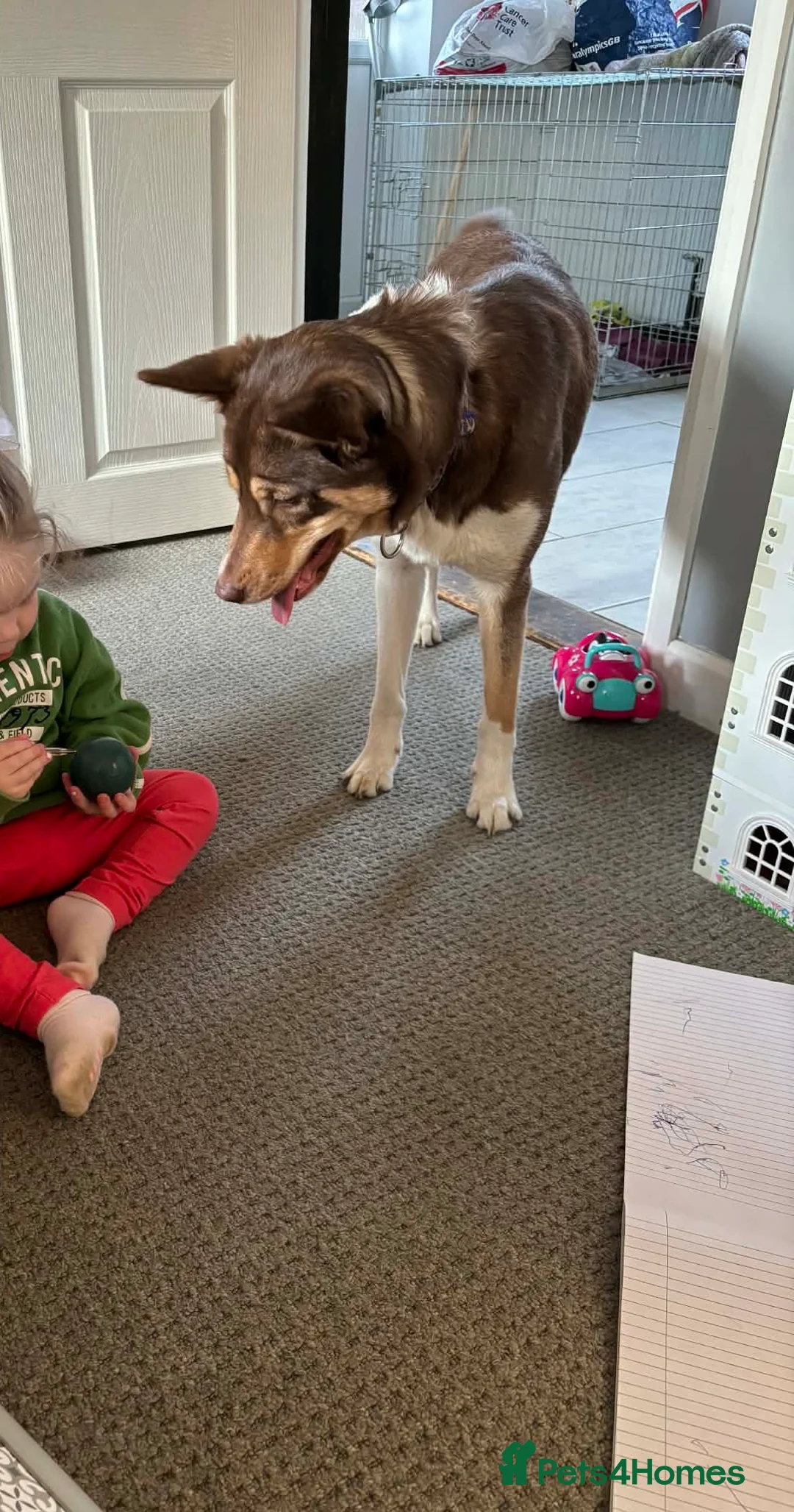 Mixed Breed dogs for sale: Devastating sale of Luna - Advert 3